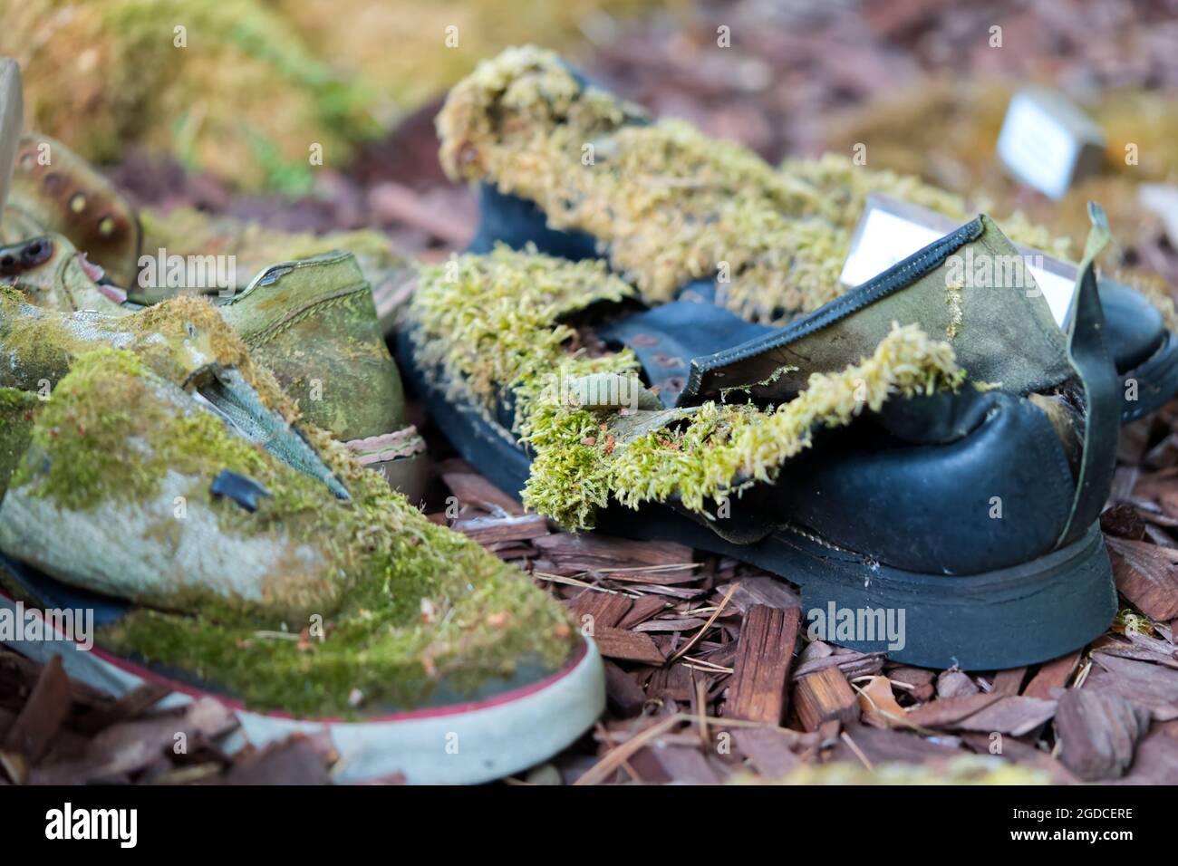 A pair of shoes lost in the woods covered with moss Stock Photo - Alamy