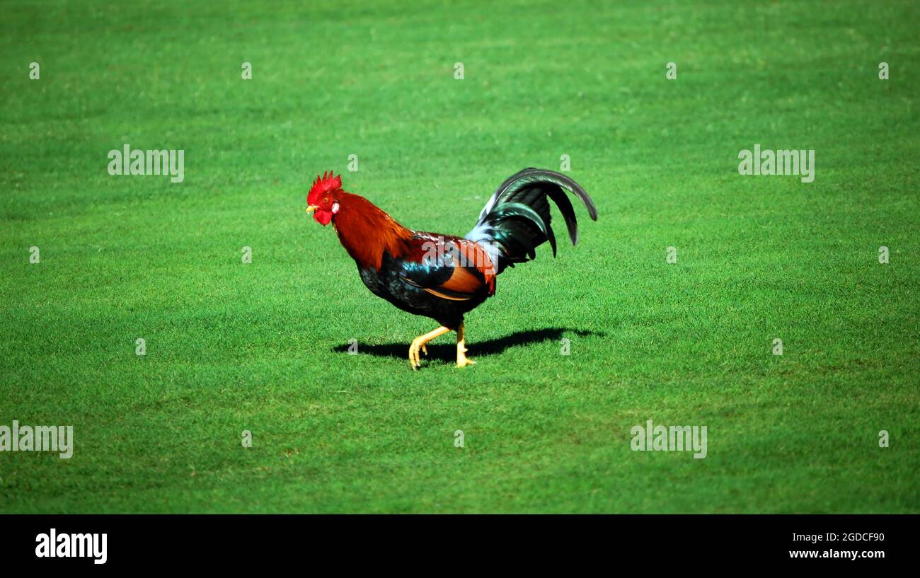 Chicken Rooster with iridescent feathers on beach in Hanalei Bay on Pacific  island of Kauai Hawaii US Stock Photo - Alamy