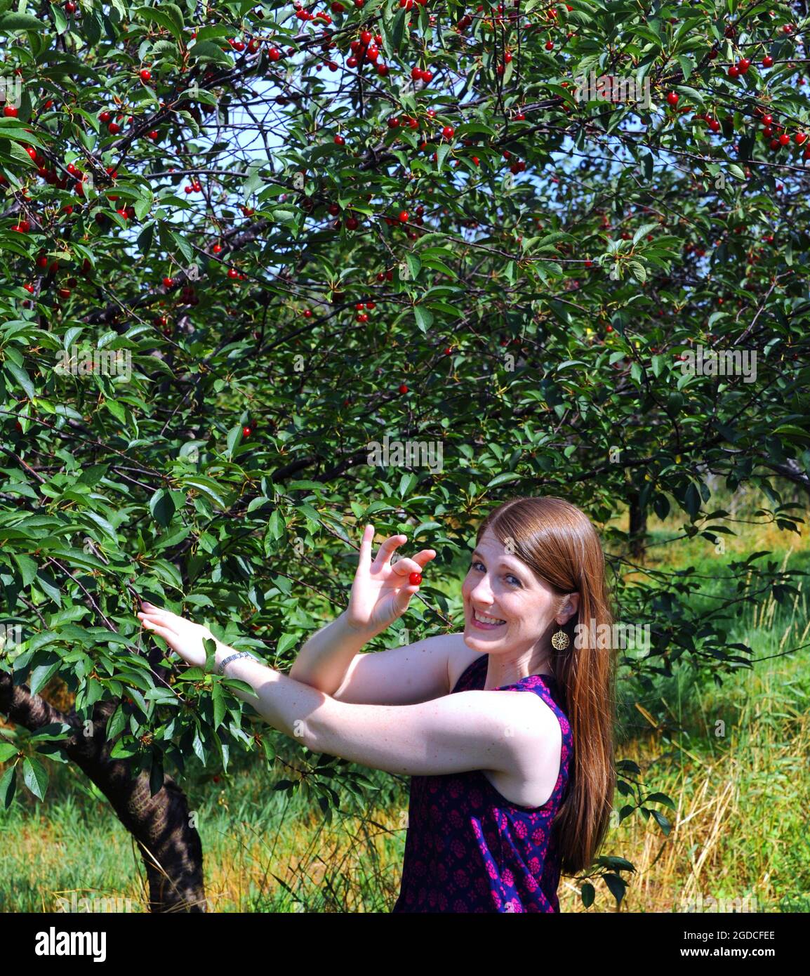 Young woman smiles as she holds a bright red cherry she just picked on a 'pick it yourself', fruit farm.  She has long hair. Stock Photo