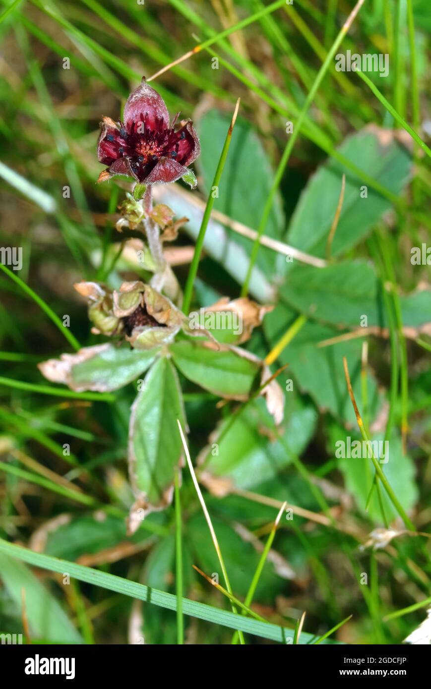 Sumpf blutauge hires stock photography and images Alamy