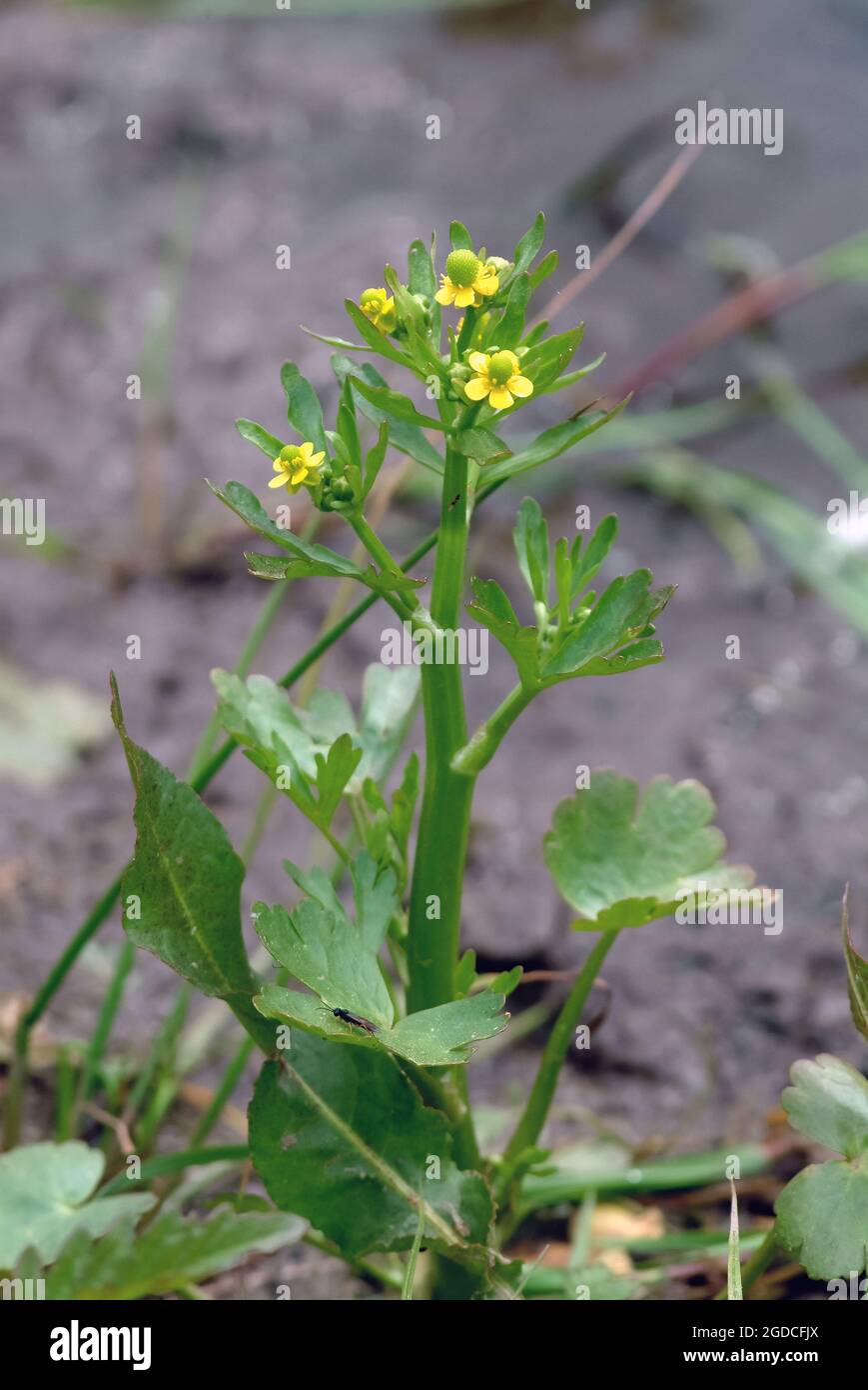 celeryleaved buttercup, celeryleaf buttercup, cursed buttercup, GiftHahnenfuß, Ranunculus