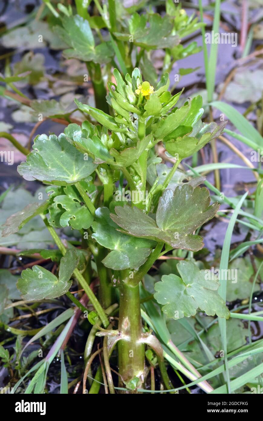 celery-leaved buttercup, celery-leaf buttercup, cursed buttercup, Gift-Hahnenfuß, Ranunculus sceleratus, torzsikaboglárka, Hungary, Europe Stock Photo