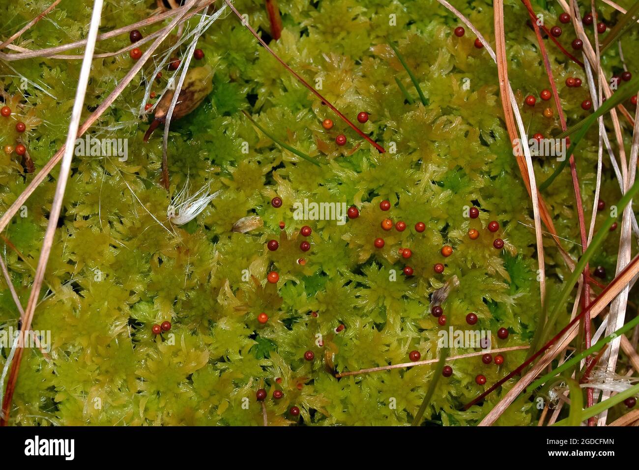 peat moss, Torfmoose, Bleichmoose, Sphagnum, tőzegmoha, Europe, It is a highly protected species in Hungary. Stock Photo