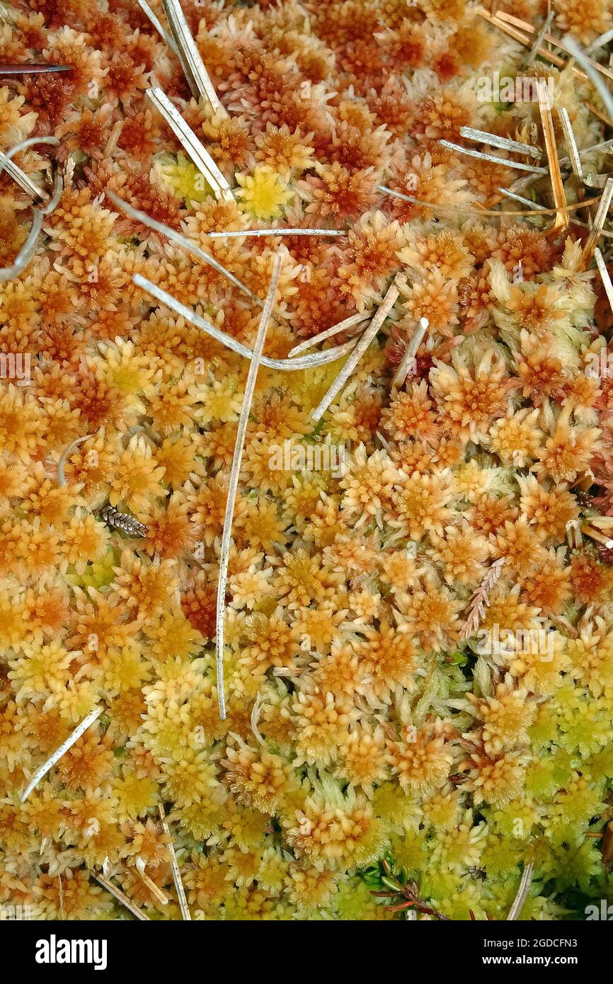 peat moss, Torfmoose, Bleichmoose, Sphagnum, tőzegmoha, Europe, It is a highly protected species in Hungary. Stock Photo