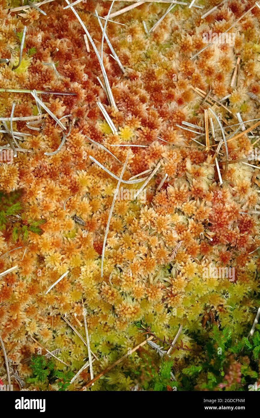 Sphagnum moss bog hi-res stock photography and images - Alamy