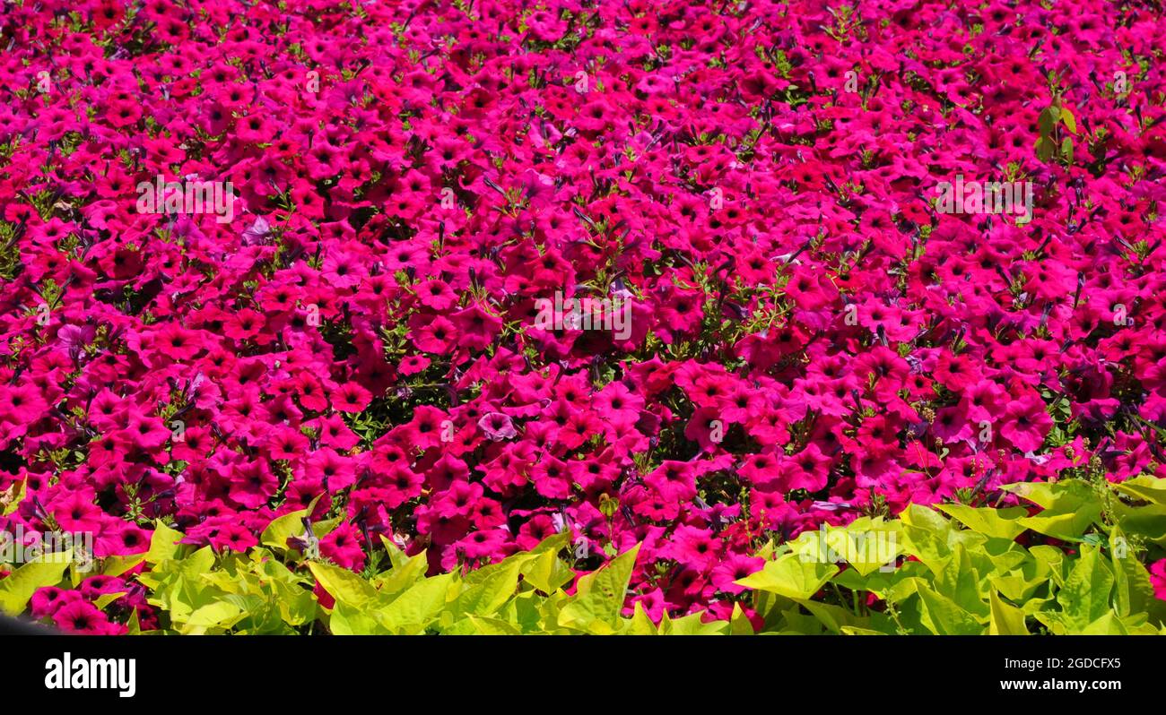 Brilliant pink and fushia colors petunias fill flower bed to overflowing.  Blooms form a coverlet of blossoms. Stock Photo