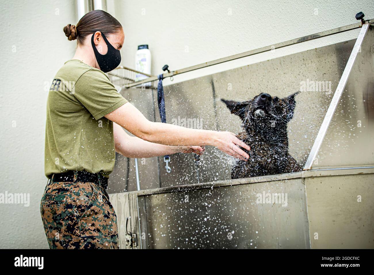 U.S. Marine Corps Sgt. Suzette Scott, a chief trainer with the Marine Corps Base Camp Butler Provost Marshal’s Office, Military Working Dog (MWD) section, grooms MWD Shiva, on Camp Hansen, Okinawa, Japan, Feb. 3, 2020. MWDs are taught using real world situations including: area and building searches, obstacle courses, controlled aggression and odor detection for explosives and narcotics. Scott is a native of Apopka, Florida. (U.S. Marine Corps photo by Cpl. Karis Mattingly) Stock Photo