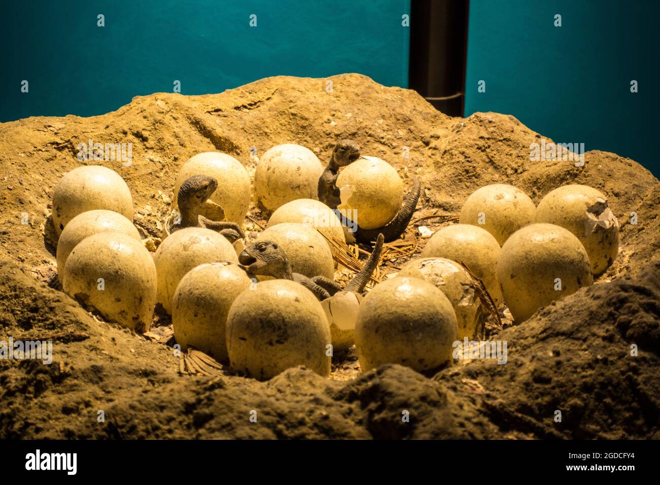 Dinosaur eggs and hatchling artifact in London Natural History Museum