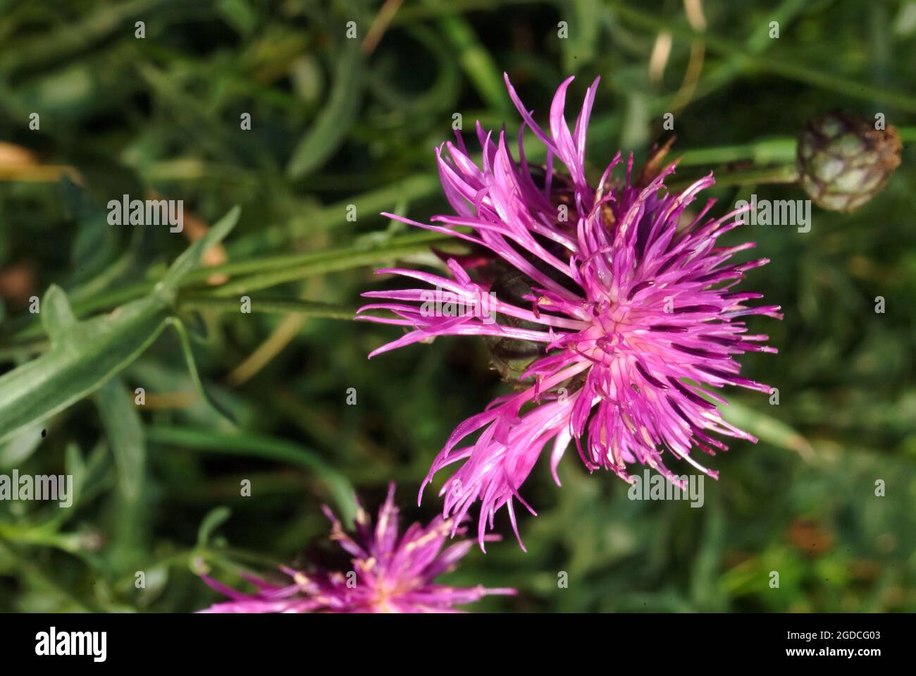 Purple flowers greater knapweed hi-res stock photography and images - Alamy