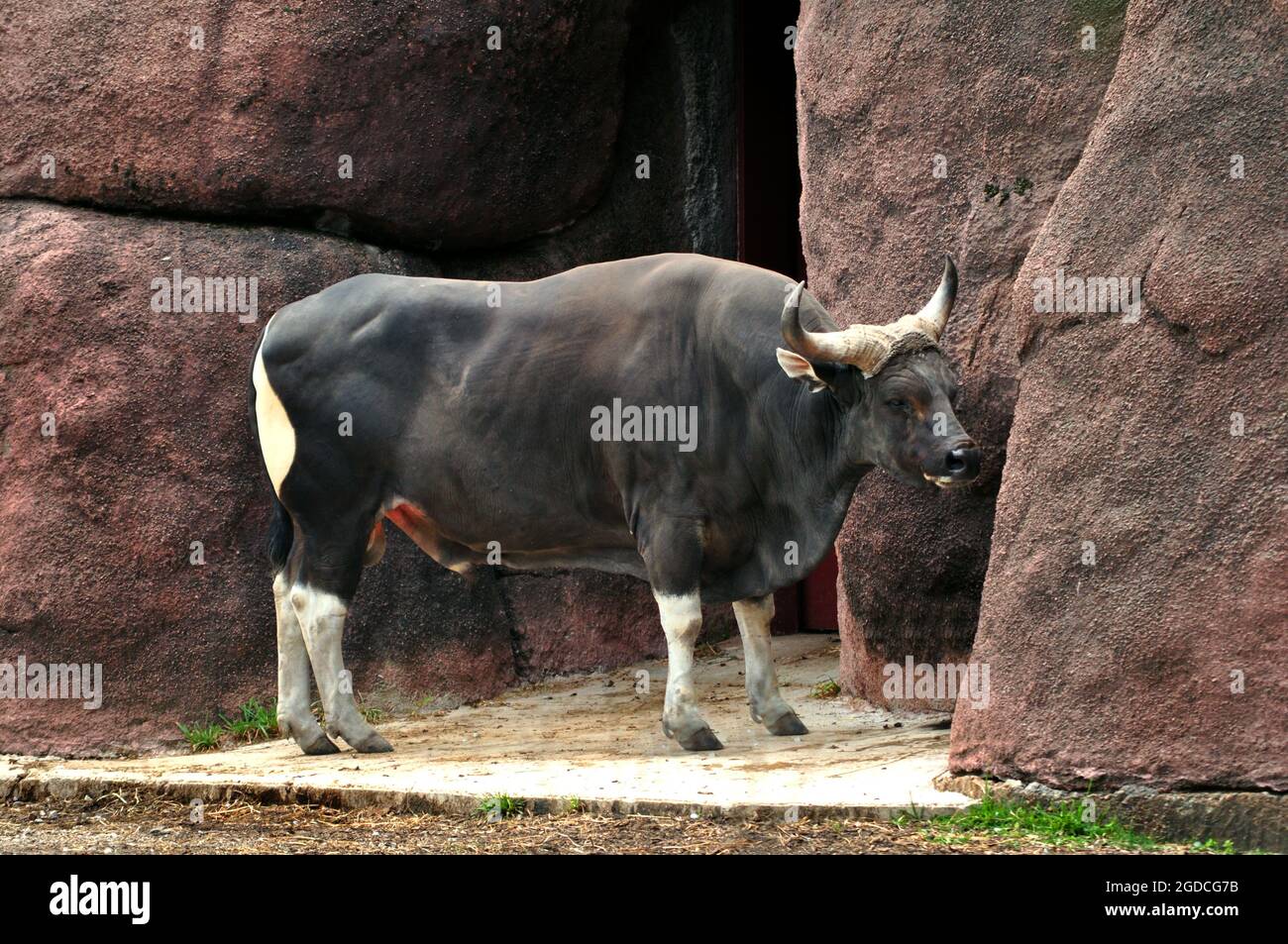 Black and white water buffalo stands in a rock wall Photo - Alamy
