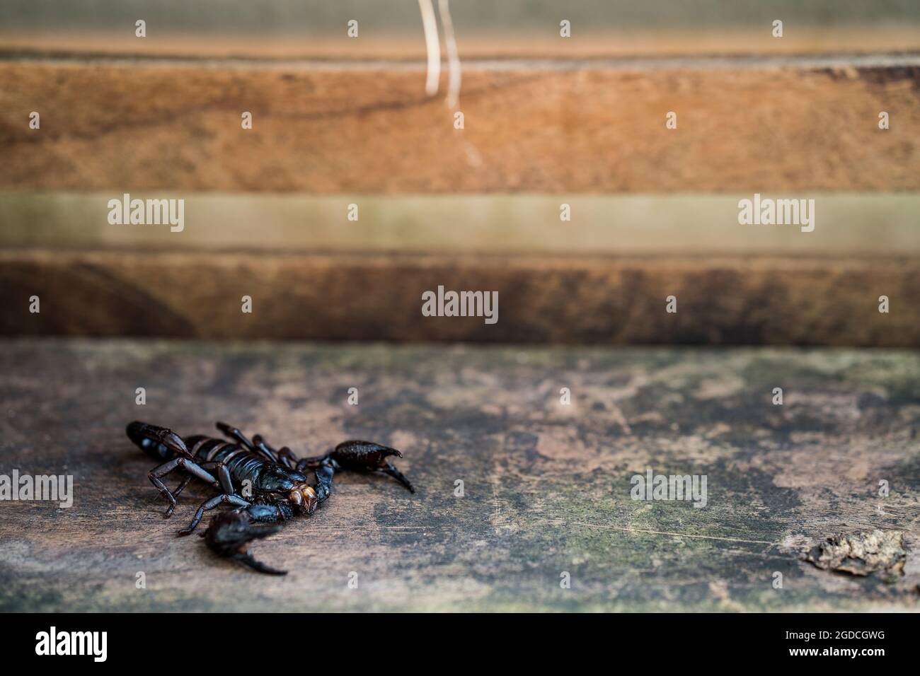 Single black scorpion on a rock surface Stock Photo