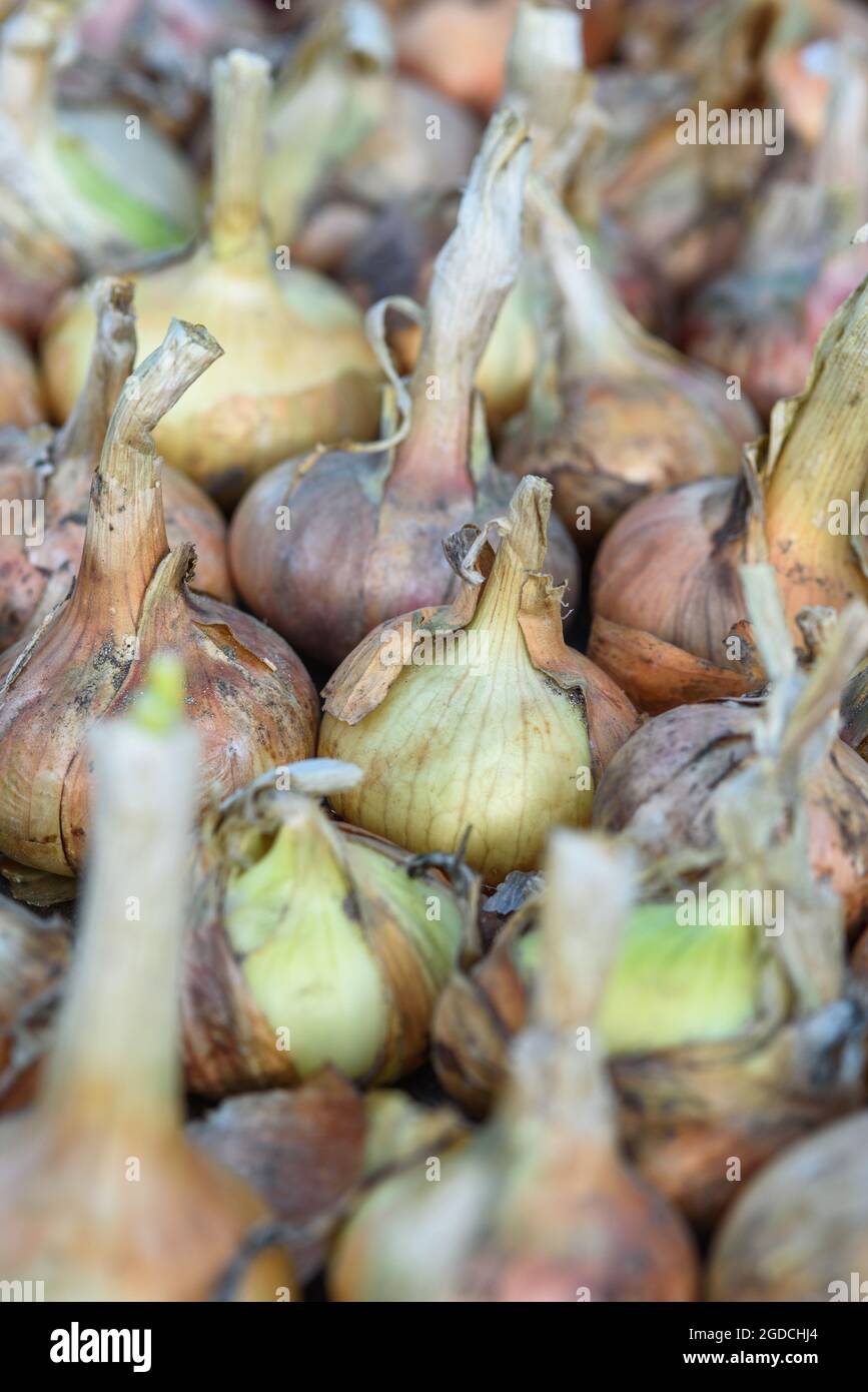Onion storage hires stock photography and images Alamy