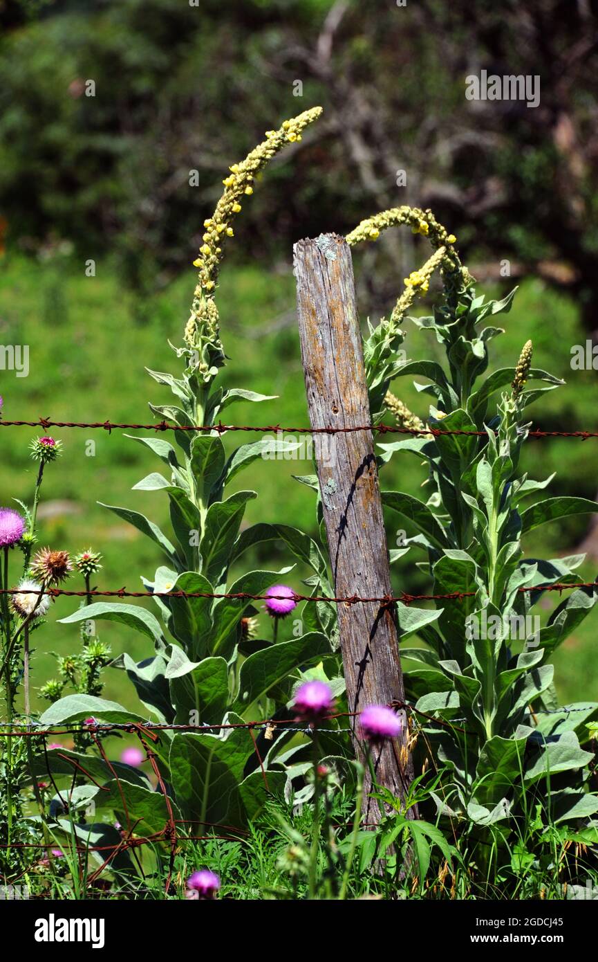 In the Ozark Mountains of Arkansas, these weeds tower over a wooden