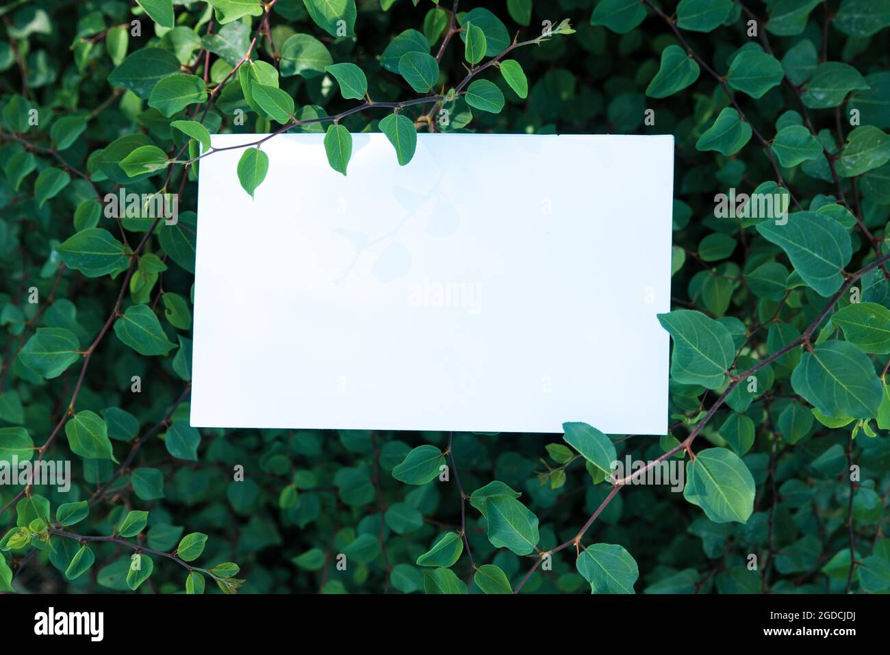 Invitation card, greeting card mockup. Blank white card framed by thick vegetation in the sunlight. Freshness and luxuriant nature concept Stock Photo