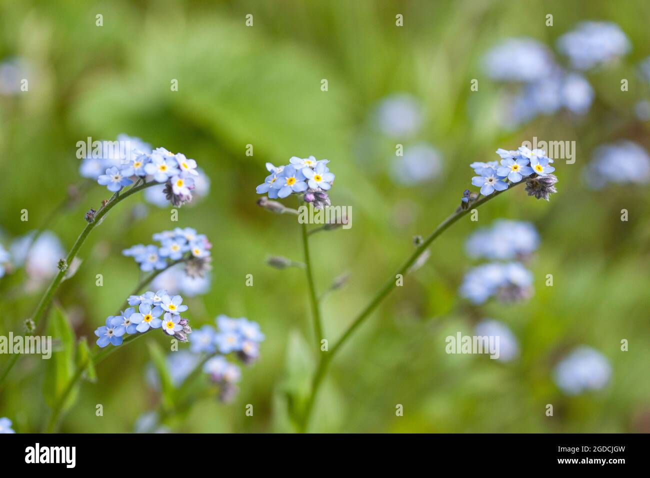 Forget me not flowers on meadow in summer time Stock Photo
