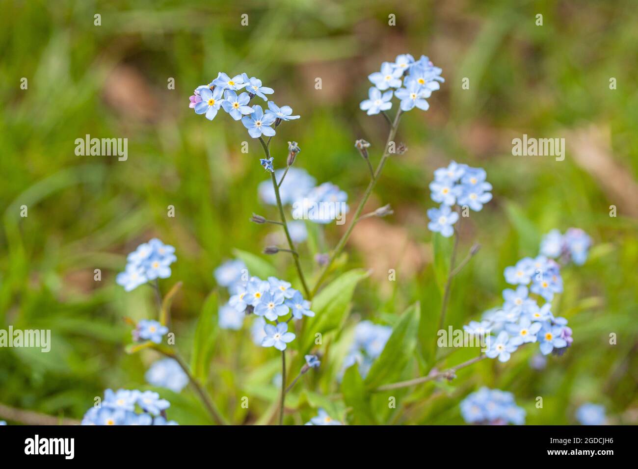 Forget me not flowers on meadow in summer time Stock Photo