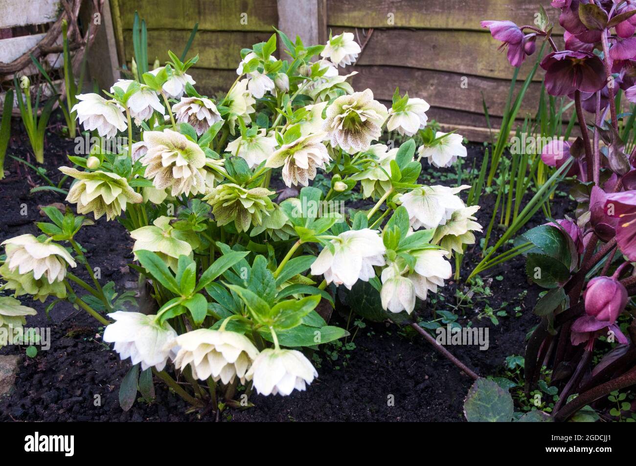 Close up of Hellebore Cinderella flowering from late winter to mid spring a clump forming perennial for border or woodland plant that is frost hardy Stock Photo
