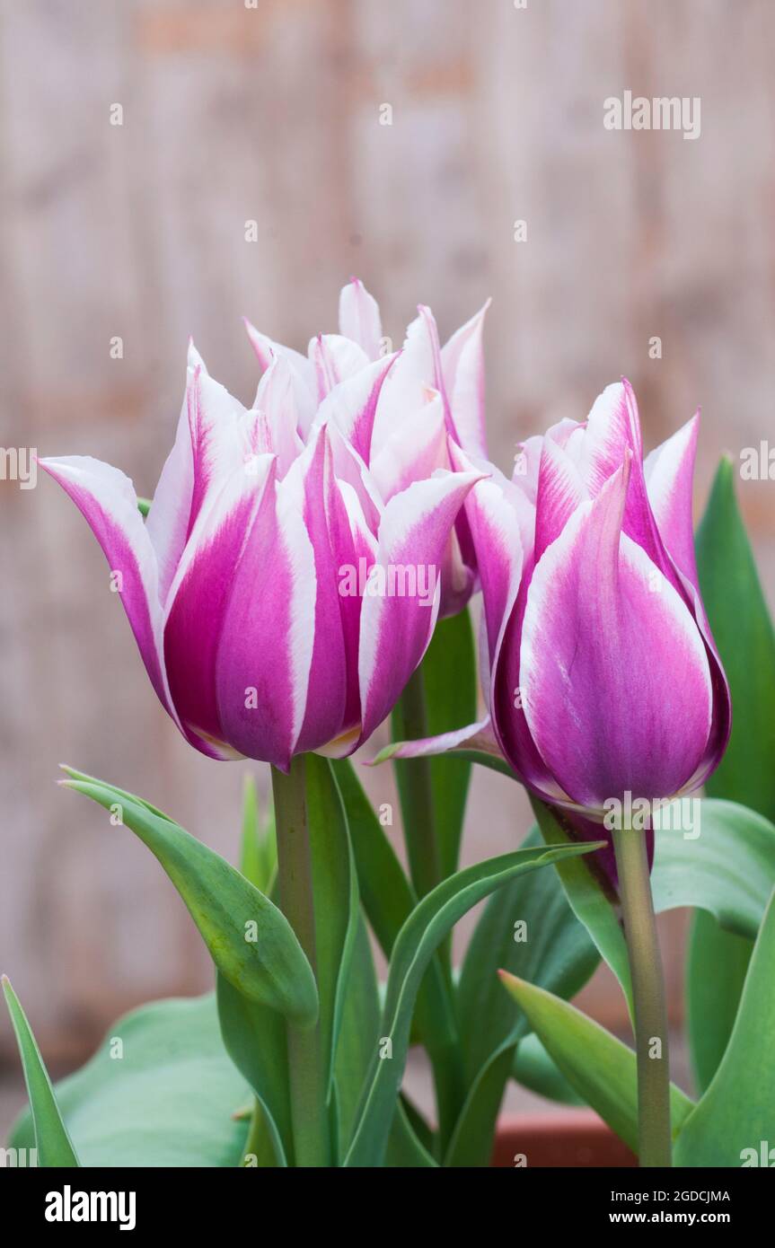 Close up of tulipa Claudia. A spring flowering bi coloured purple and white tulip belonging to the Lily flowered group of tulips Division 6 Stock Photo