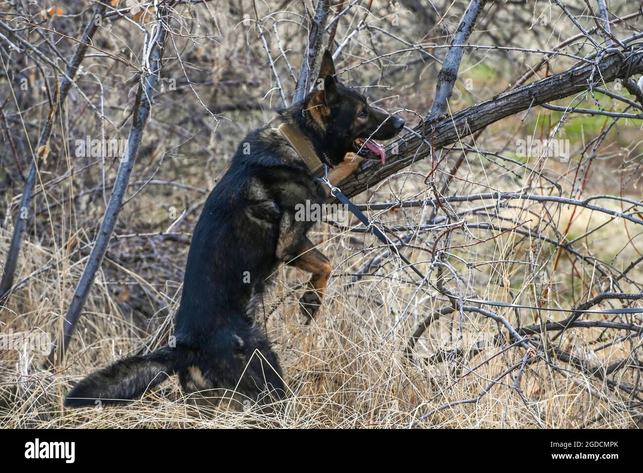 Military Working Dog Jimo, 75th Security Forces Squadron, sniffs out explosive making materials in a tree during training March 10, 2021, at Hill Air Force Base, Utah.(U.S. Air Force photo by Cynthia Griggs) Stock Photo