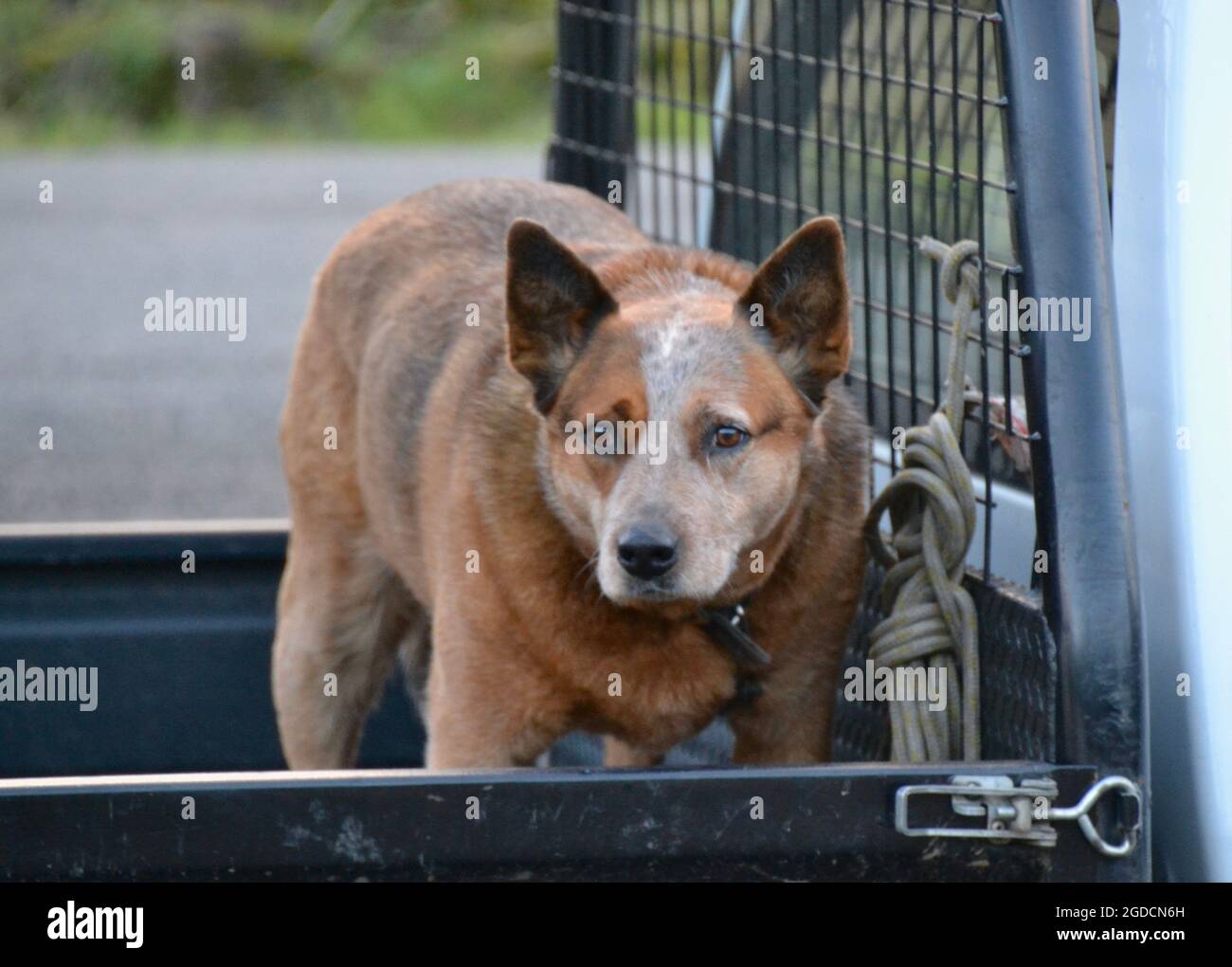 Old Australian cattle dog standing on the back of a ute or pickup truck waiting for his owner to return Stock Photo