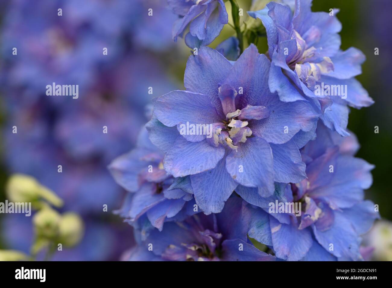 UK Flowers Stock Photo - Alamy