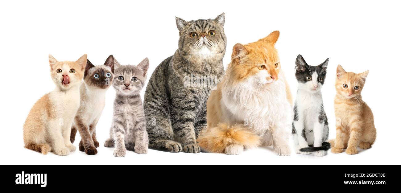 Cute funny cats on white background Stock Photo - Alamy