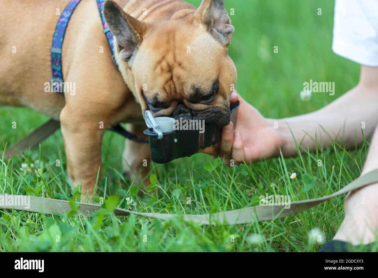 French bulldog puppy drinking water from a special bottle in the park on the green grass. Dogs owner holds a bottle with water for a dog outside. Stock Photo