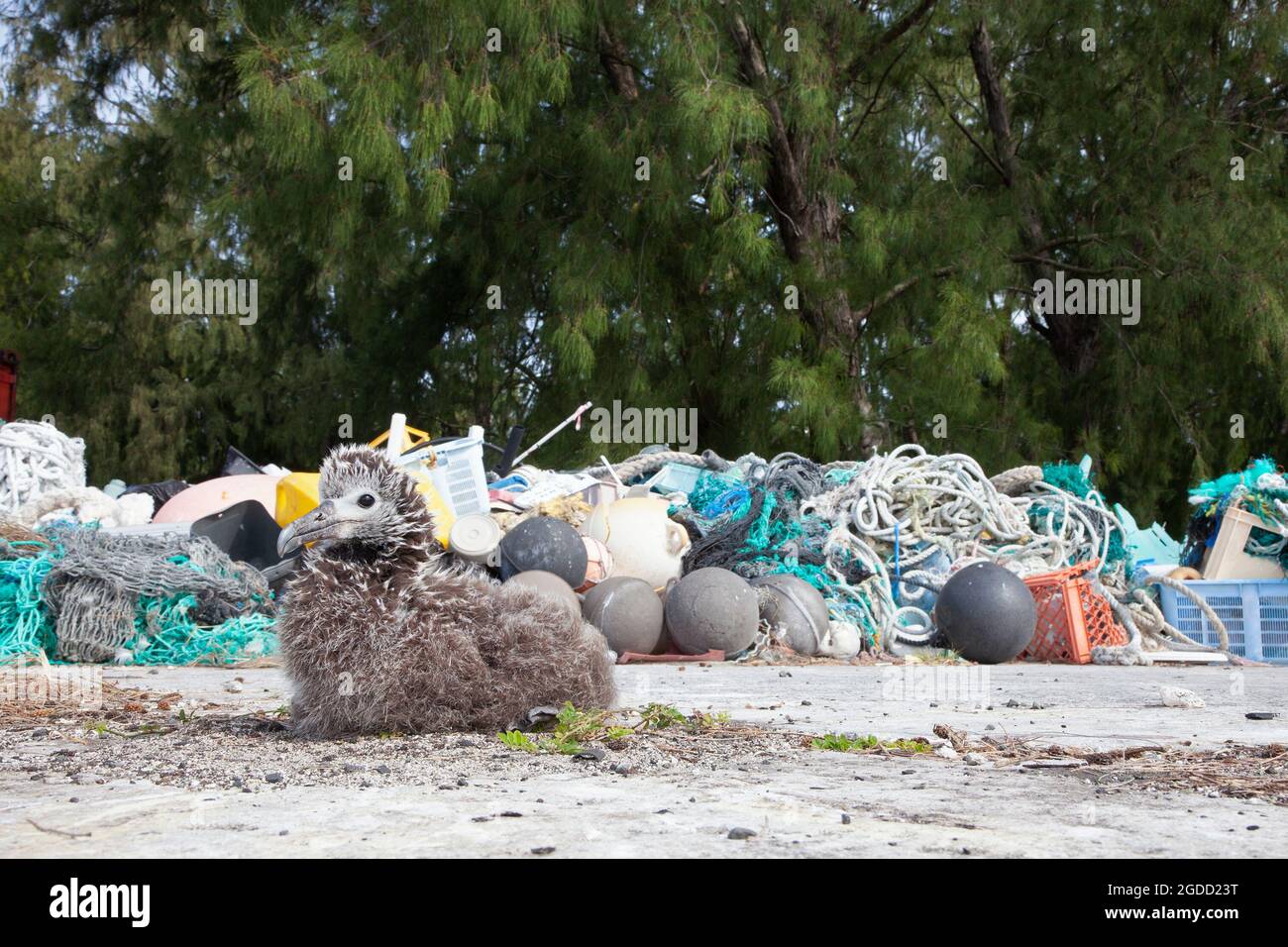 Laysan Albatross chick in nest beside plastic marine waste collected on Pacific Ocean shores to be shipped off island for recycling or disposal. Stock Photo