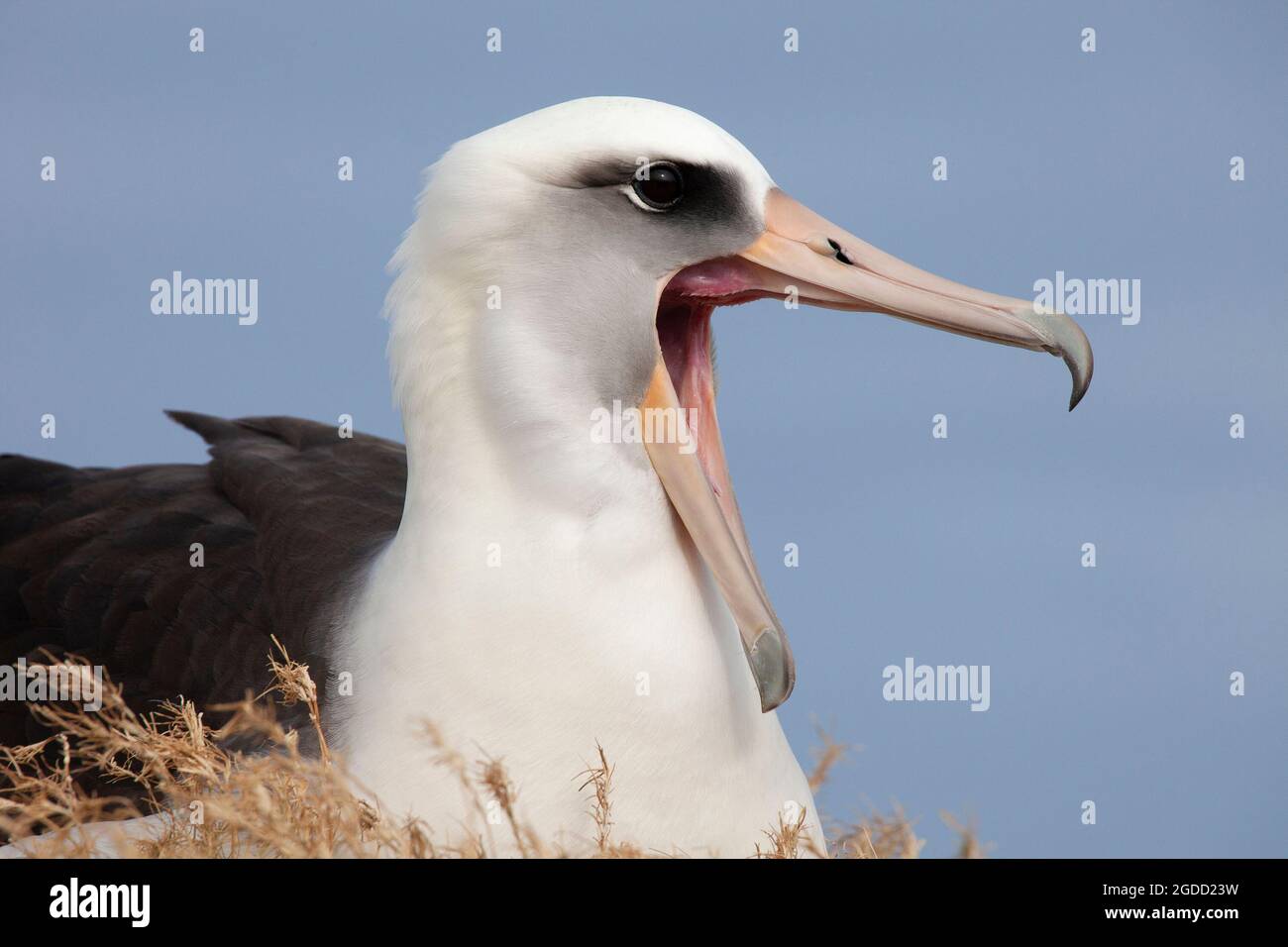 Laysan Albatross calling with long beak open wide, close up, on Midway Atoll in the North Pacific Ocean. Phoebastria immutabilis Stock Photo