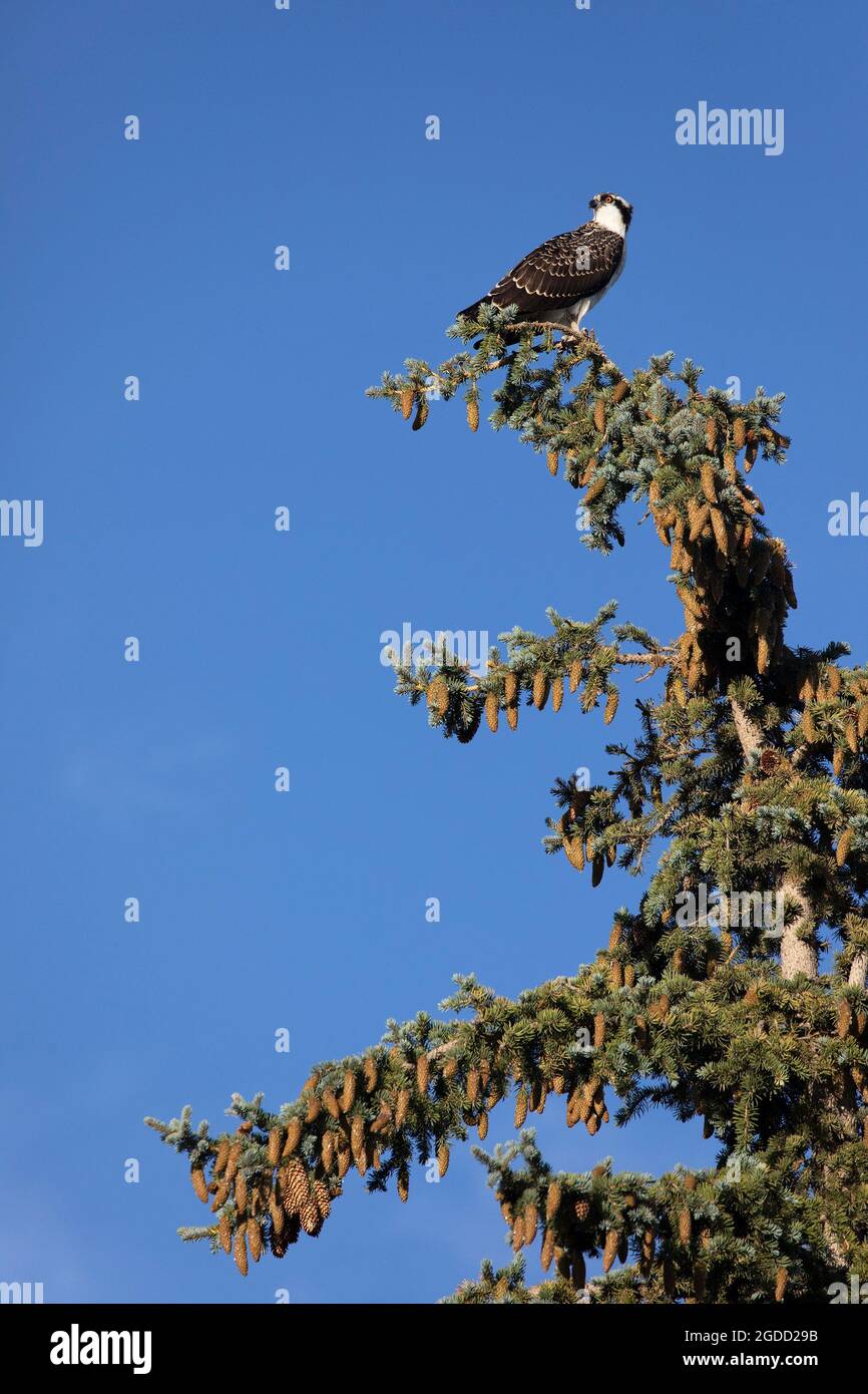 Young osprey perched in spruce tree Stock Photo