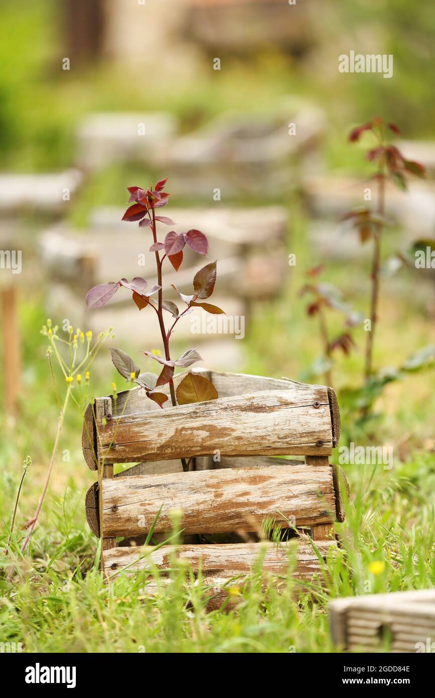 Old wooden crates, outdoors Stock Photo Alamy