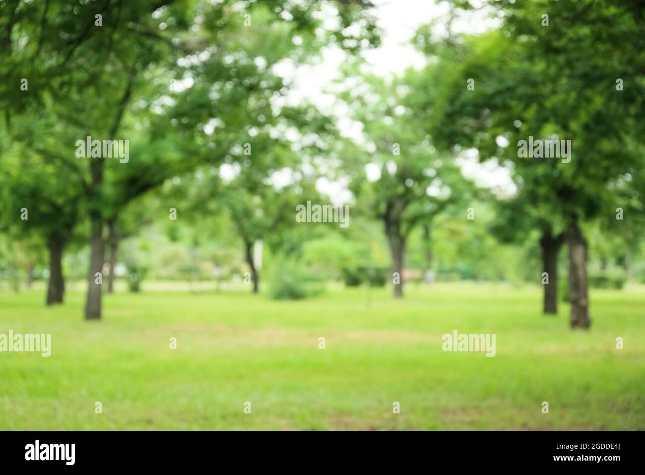 Blurred view of green park on summer day Stock Photo - Alamy
