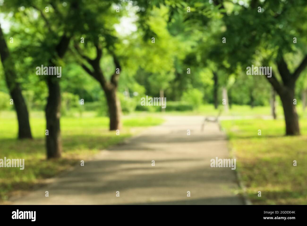 Blurred view of green park on summer day Stock Photo - Alamy