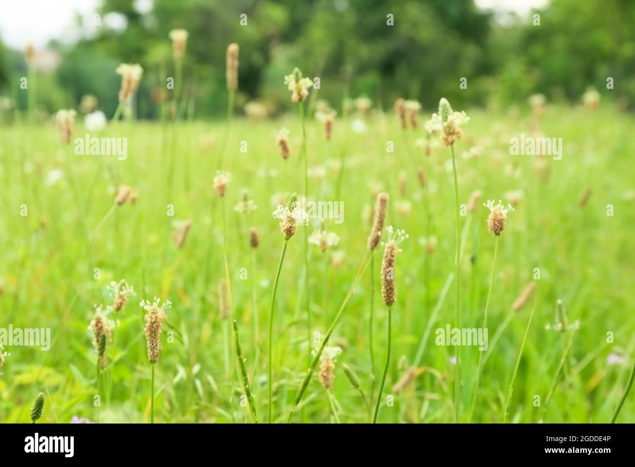 View of green park on summer day Stock Photo - Alamy