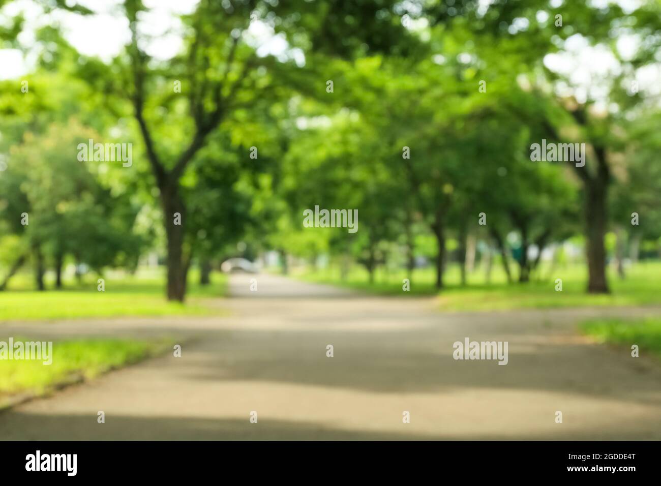 Blurred view of green park on summer day Stock Photo - Alamy