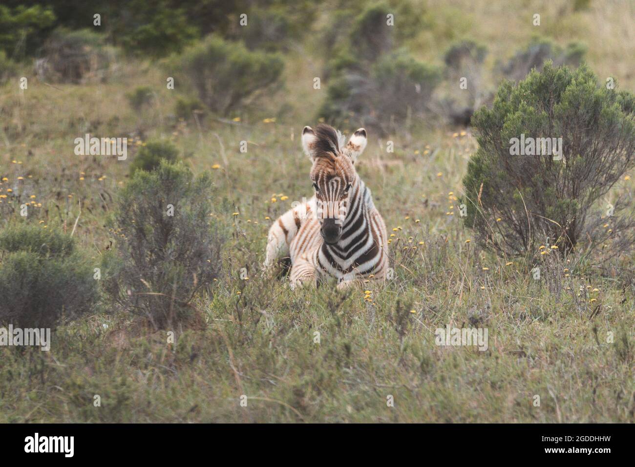 Zebra sitting in a field in South Africa. Stock Photo