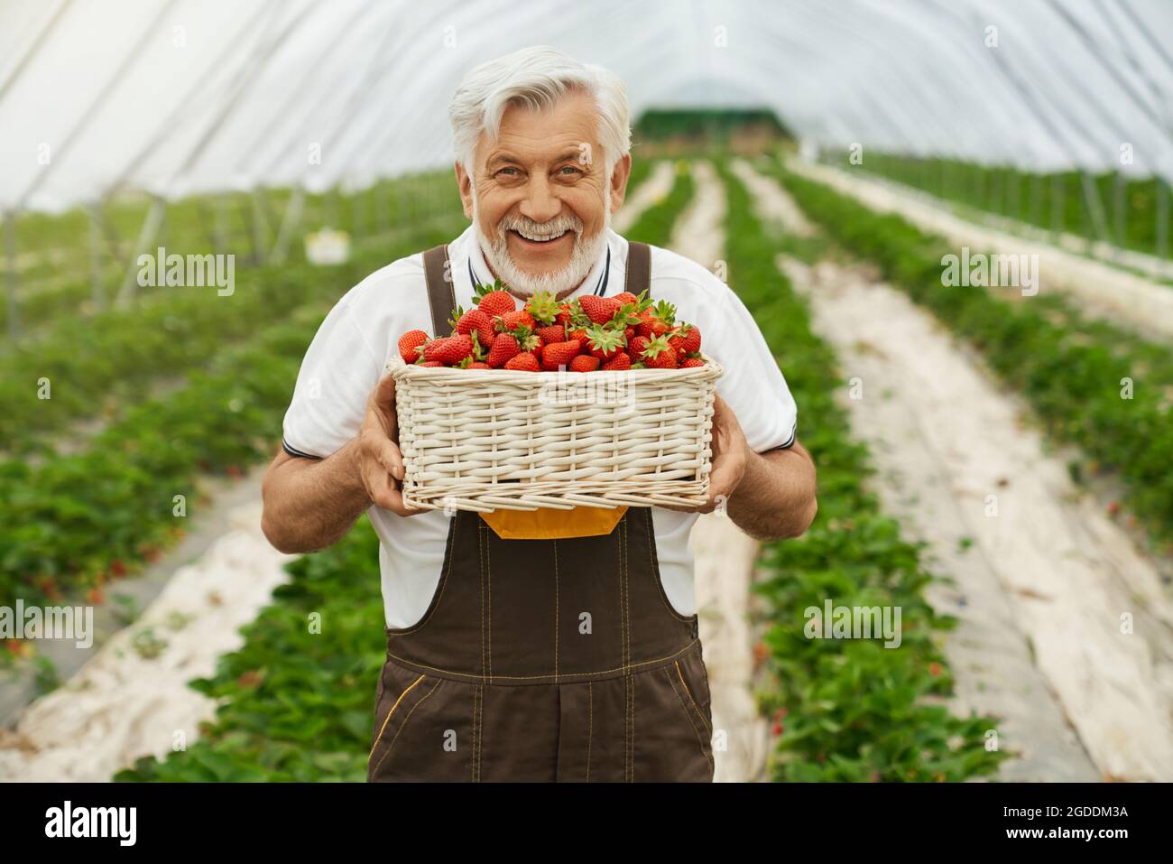 Front view of happy farmer in work clothes enjoying with red and fresh strawberries in nice wicker basket. Concept of process filling basket with ripe strawberries. Stock Photo