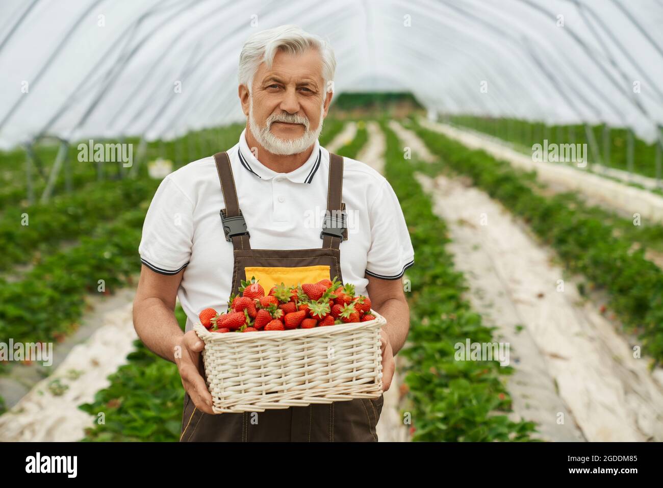 Front view of farmer in brown uniform wearing white T-shirt holding wicker  basket with fresh strawberries. Concept of process harvesting red  strawberries Stock Photo - Alamy