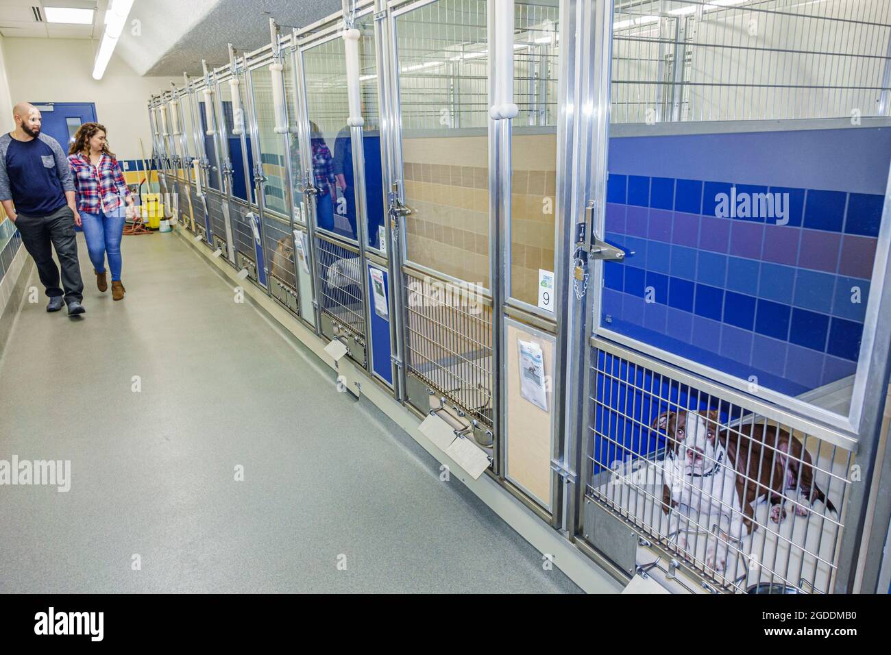 Florida Miami-Dade Animal Services Pet Adoption & Protection Center,centre shelter interior inside Hispanic man male woman female,couple looking, Stock Photo