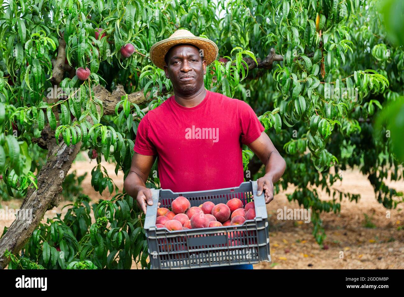 Man holding crate of peaches in hands Stock Photo