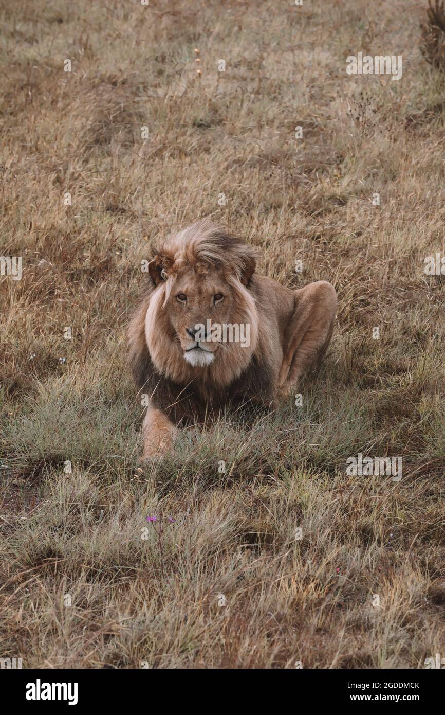 African male lion sitting hi-res stock photography and images - Alamy