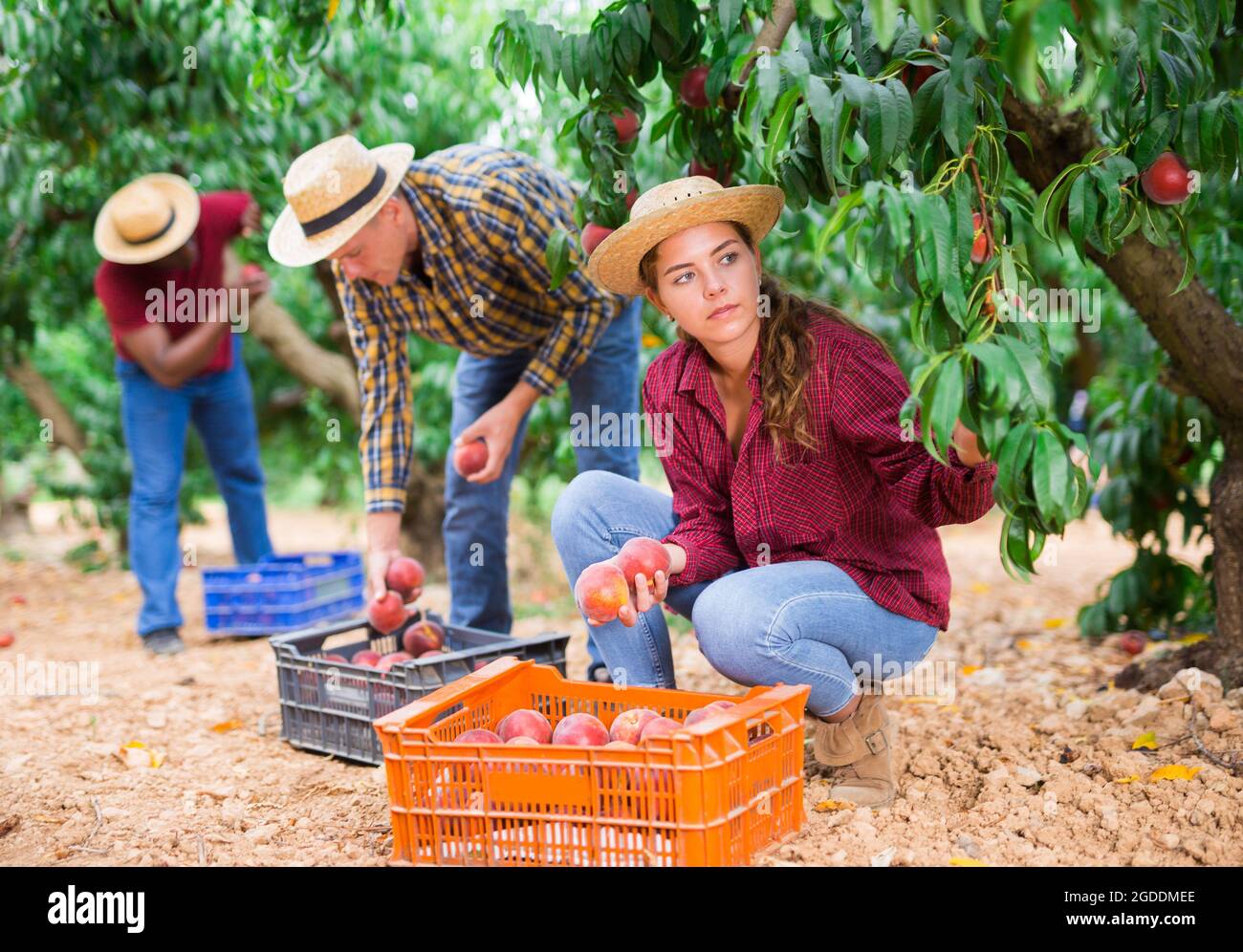 Woman farmer picks ripe peaches in the garden. Harvesting peaches in orchard Stock Photo
