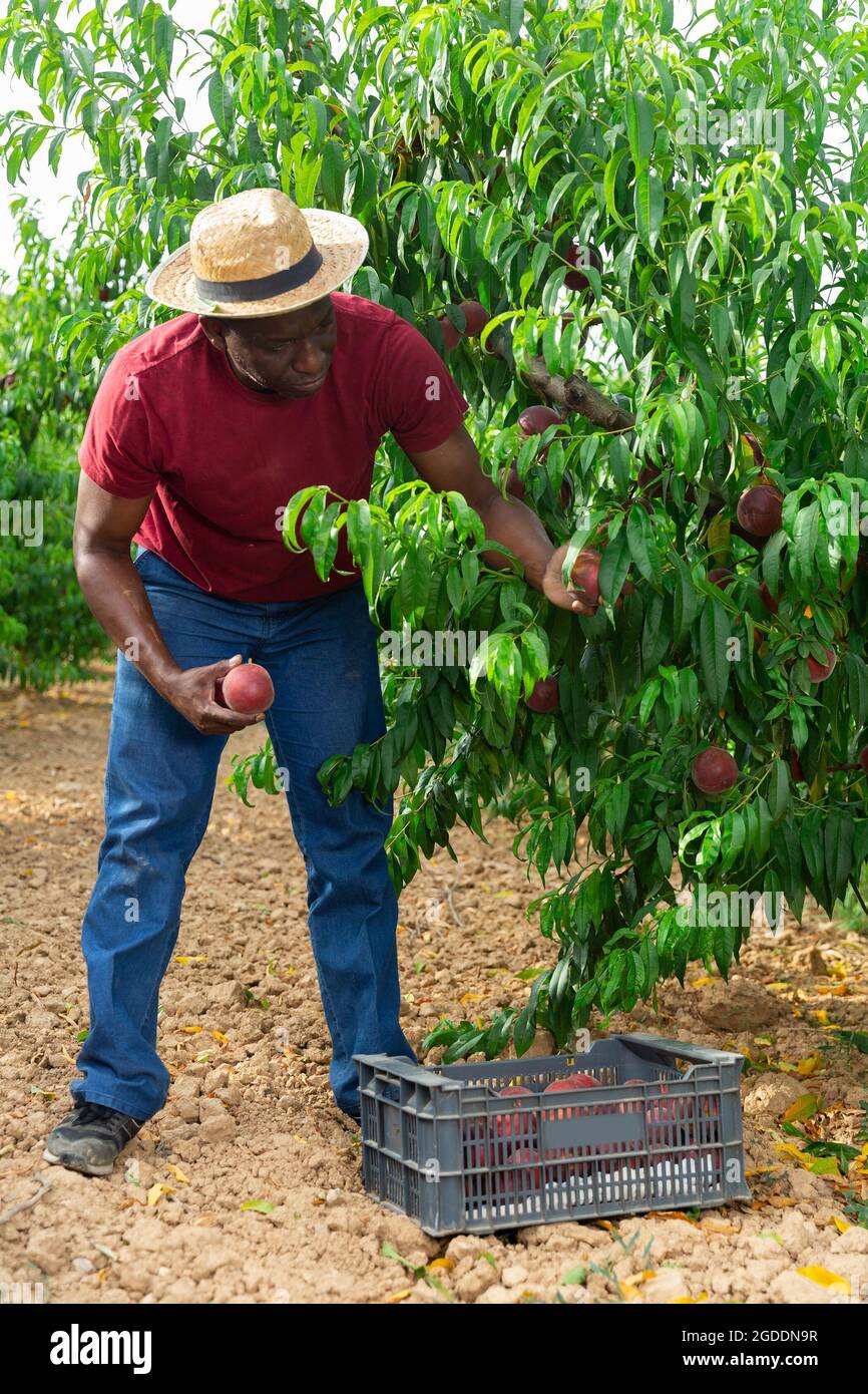 Man harvesting peaches Stock Photo Alamy