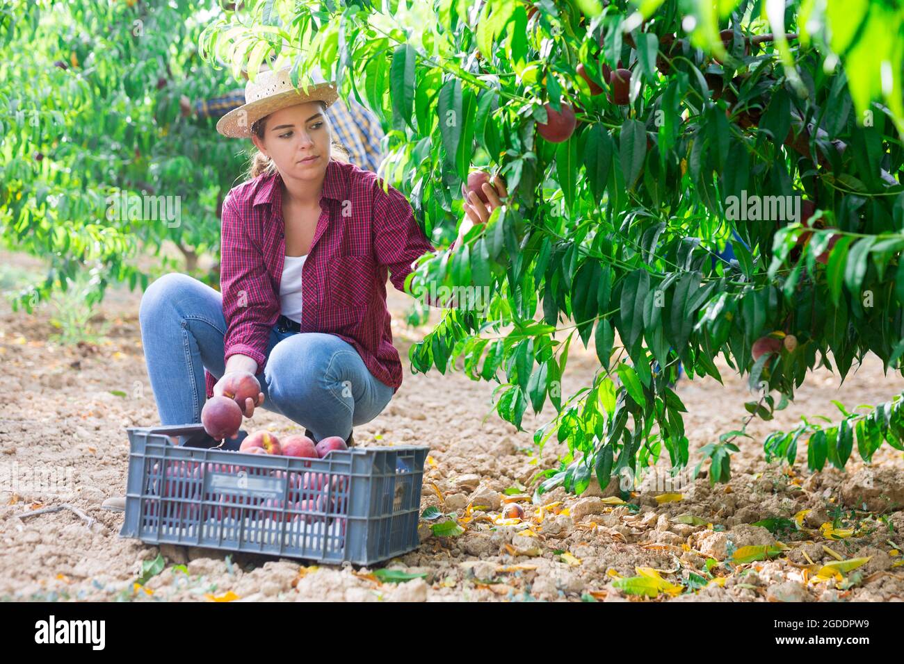 Woman farmer picks ripe peaches in the garden. Harvesting peaches in orchard Stock Photo