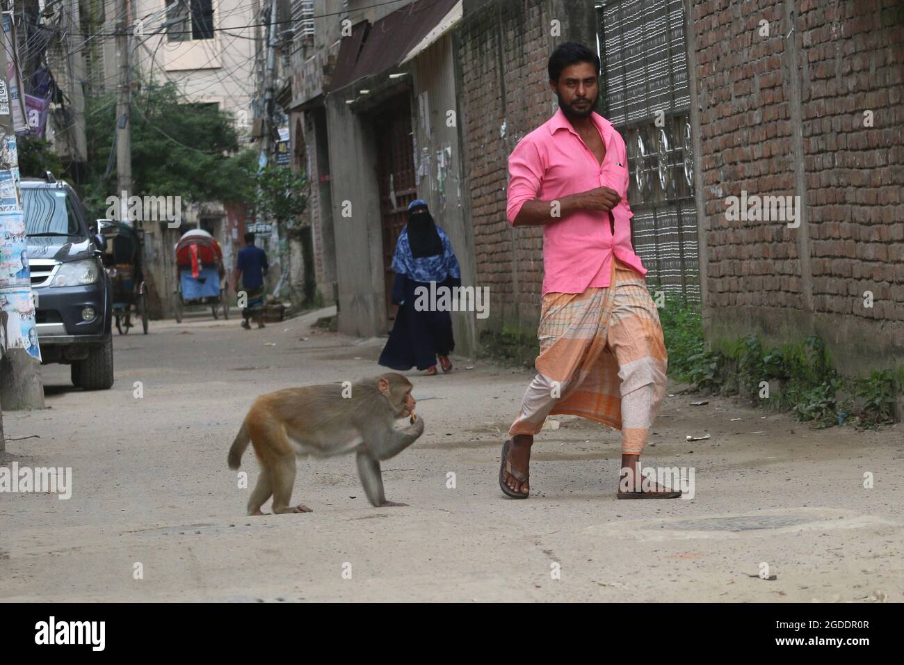 Dhaka, Bangladesh. 12th Aug, 2021. DHAKA, BANGLADESH - AUGUST 12: Japanese macaques are fed by a visitor, that walking on the streets of Gandaria amid Covid-19 pandemic. The Japanese macaque or red-faced macaque is a species of primate, that lives in forests and mountains, that have migrated to cities and live with humans in looking for food. on August 12, 2021 in Dhaka, Bangladesh. (Photo by Eyepix Group/Pacific Press) Credit: Pacific Press Media Production Corp./Alamy Live News Stock Photo