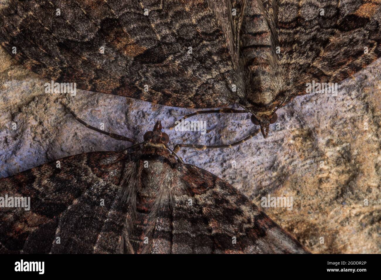 Porter bugs hi-res stock photography and images - Alamy