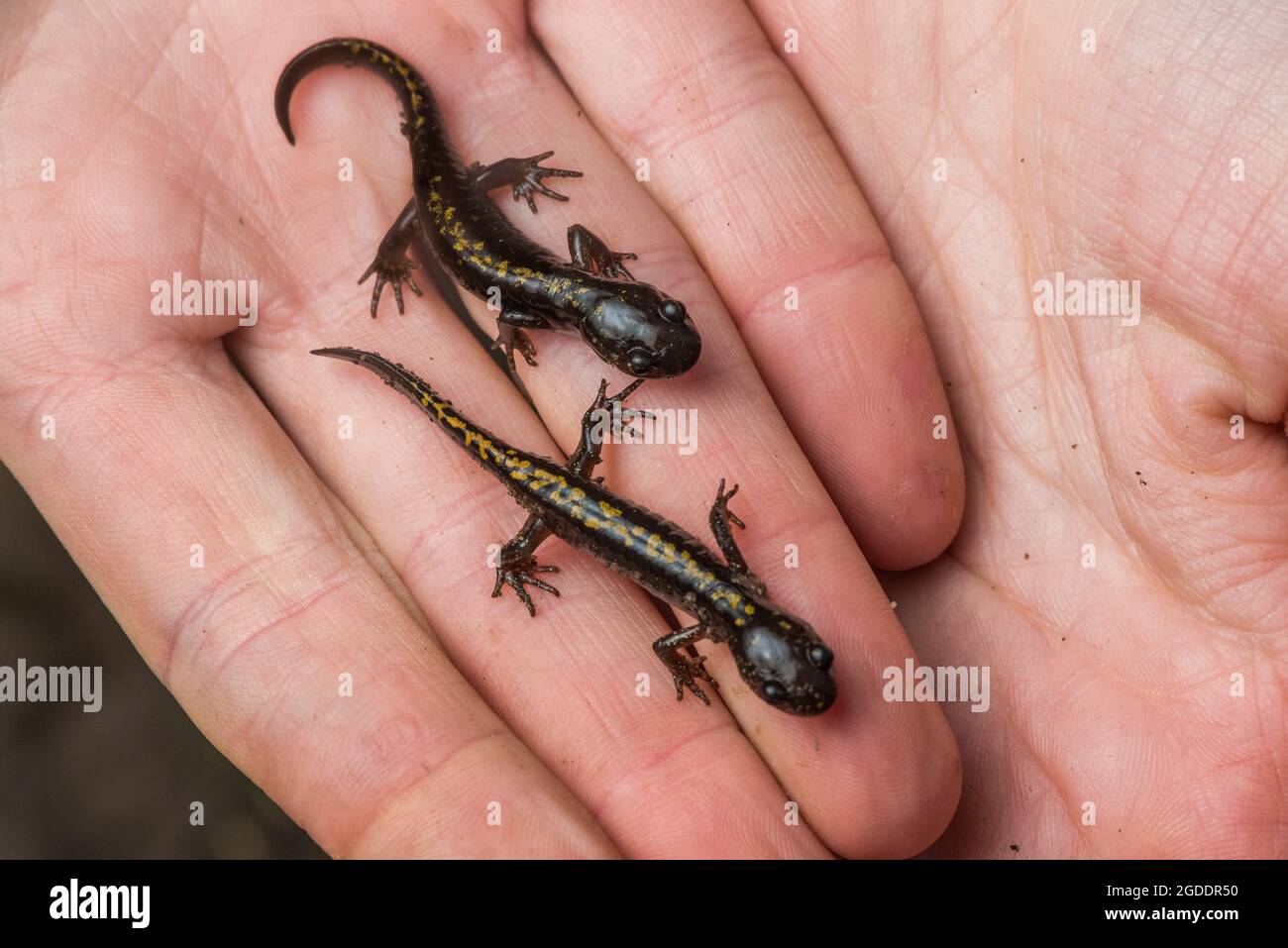 a macrodactylum Long-toed Santa endangered Alamy found in Salamander Stock California - coastal croceum) subspecies only (Ambystoma of area Cruz an small Photo