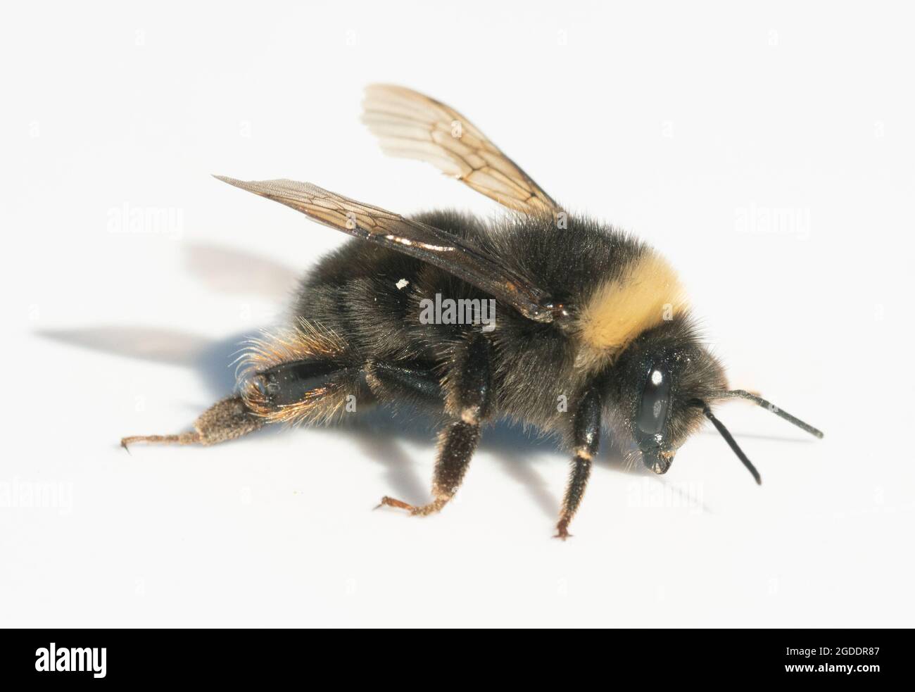 Western Bumble Bee (Bombus occidentalis) Once common, now increasingly rare in western North America Stock Photo