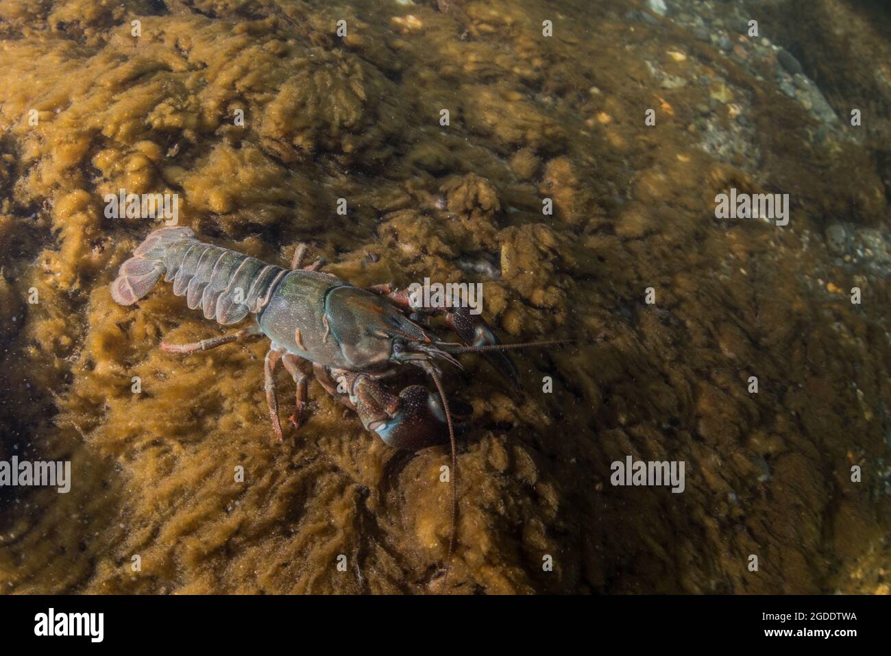 Signal crayfish (Pacifastacus leniusculus) underwater in a river, a hamrful invasive species in California and much of Europe. Stock Photo