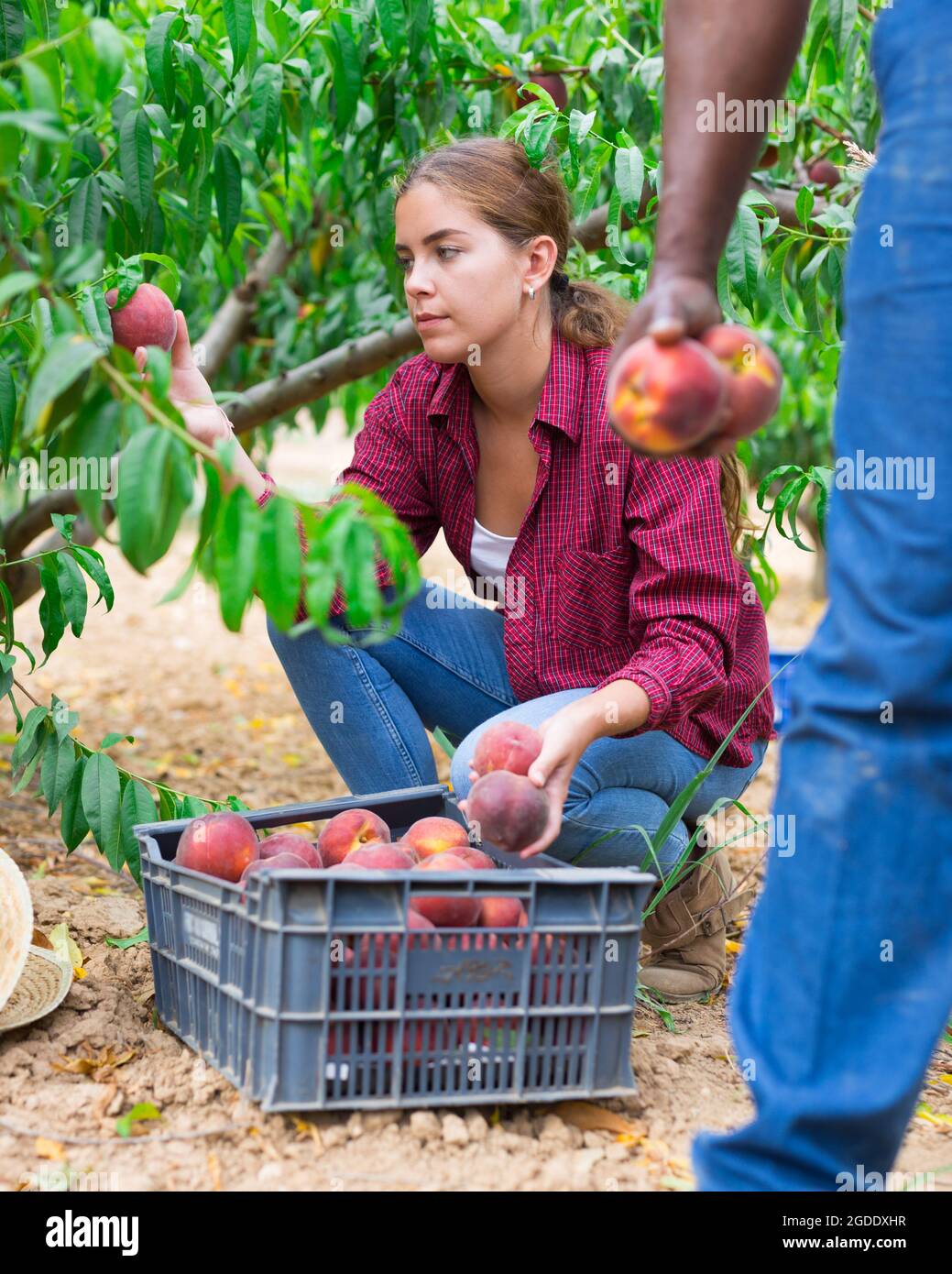 Woman farmer picks ripe peaches in the garden. Harvesting peaches in orchard Stock Photo